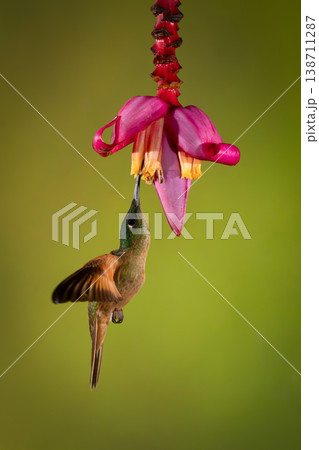 Fawn-breasted brilliant hovers under banana flower drinking 138711287
