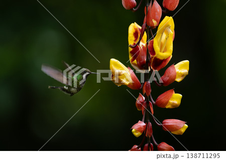 Female green thorntail hovers by yellow-and-red flower Female green thorntail hovers by yellow-and-red flower 138711295