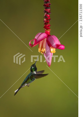 Female purple-bibbed whitetip hovers by banana flower 138711300