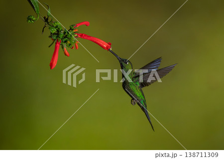 Male green-crowned brilliant drinks from Cape fuchsia 138711309