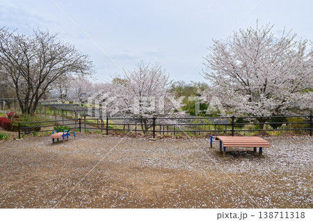 桜満開のふじの咲く丘 138711318