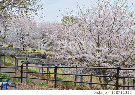 桜満開のふじの咲く丘 138711319