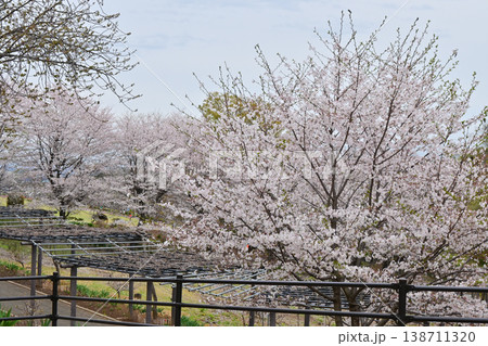 桜満開のふじの咲く丘 138711320