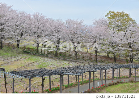 桜満開のふじの咲く丘 138711323
