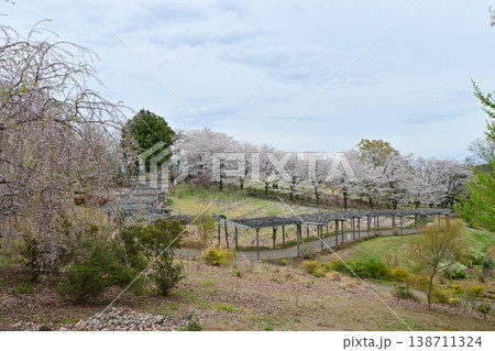 桜満開のふじの咲く丘 138711324