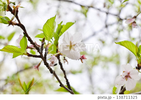 桜満開のふじの咲く丘 桜満開のふじの咲く丘 138711325