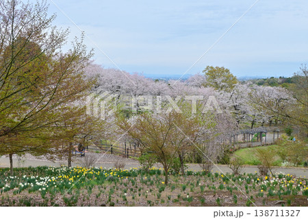 桜満開のふじの咲く丘 桜満開のふじの咲く丘 138711327