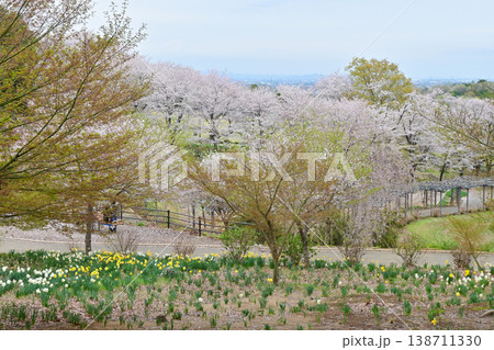 桜満開のふじの咲く丘 138711330