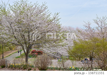 桜満開のふじの咲く丘 138711331