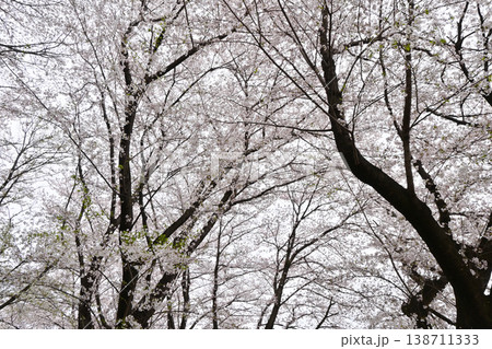 桜満開のふじの咲く丘 138711333