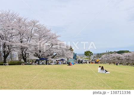 桜満開のふじの咲く丘 桜満開のふじの咲く丘 138711336