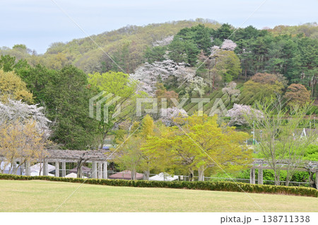 桜満開のふじの咲く丘 138711338