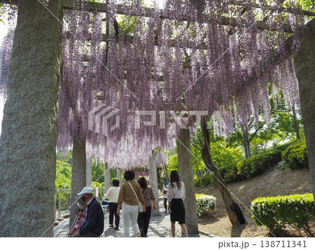 ふじの咲く丘 138711341