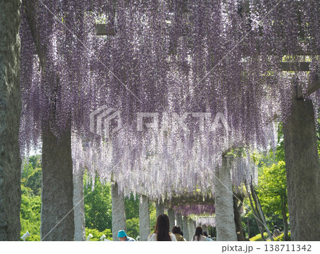 ふじの咲く丘 ふじの咲く丘 138711342