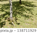 こかげ 138711929