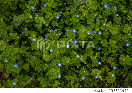 小さくて青いオオイヌノフグリの花 小さくて青いオオイヌノフグリの花 138711952