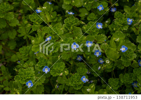 小さくて青いオオイヌノフグリの花 小さくて青いオオイヌノフグリの花 138711953