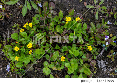春の七草でホトケノザと呼ばれるコオニタビラコ 138711959