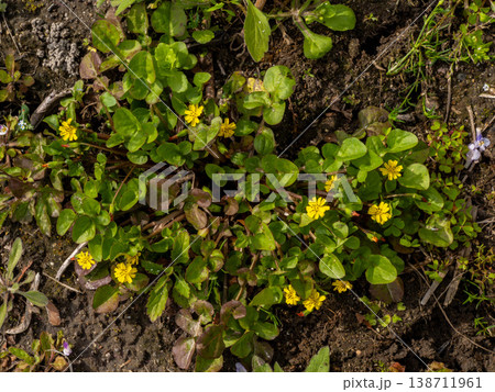 春の七草でホトケノザと呼ばれるコオニタビラコ 138711961