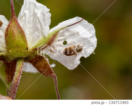 クサイチゴの花にいるズグロキスイモドキ 138711965