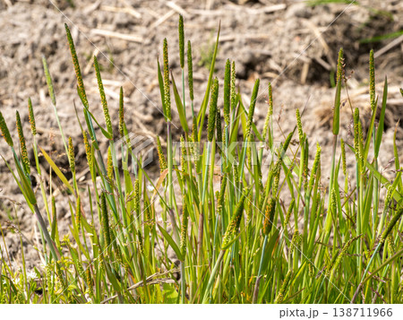 田んぼに生えるスズメノテッポウ 138711966