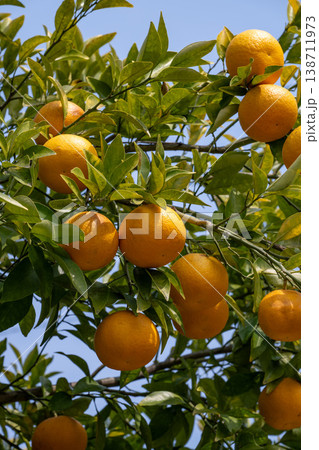 ダイダイの実 138711973