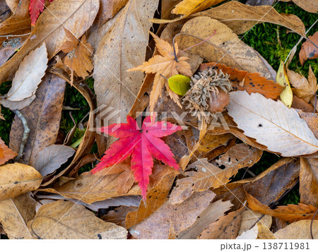 公園で見つけた落ち葉の中の赤いモミジの葉 138711981