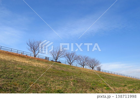 下から見る冬の江戸川土手の桜並木風景 138711998