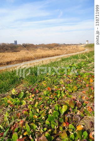 若草生える土手から見る冬の江戸川河川敷風景 若草生える土手から見る冬の江戸川河川敷風景 138711999