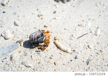 Hermit crab on a white sand beach in Maupiti, French Polynesia Hermit crab on a white sand beach in Maupiti, French Polynesia 138712229