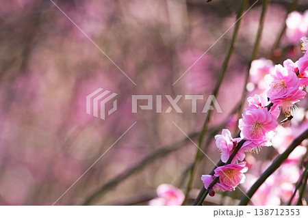 梅の花にとまるミツバチと春の自然風景 138712353