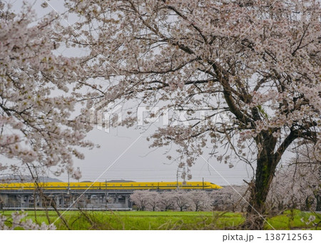 満開の桜の向こうにドクターイエロー ポジションone 満開の桜の向こうにドクターイエロー ポジションone 138712563