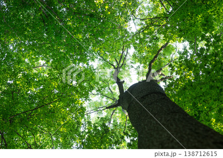 Forest trees. nature green wood sunlight backgrounds Forest trees. nature green wood sunlight backgrounds 138712615