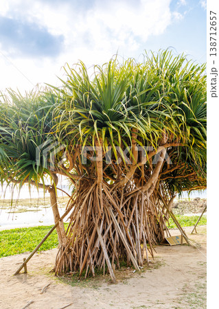 沖縄県　瀬長島ビーチのガジュマル 138712657