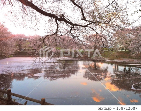 桜咲く磯沼公園の夕景5 桜咲く磯沼公園の夕景5 138712687