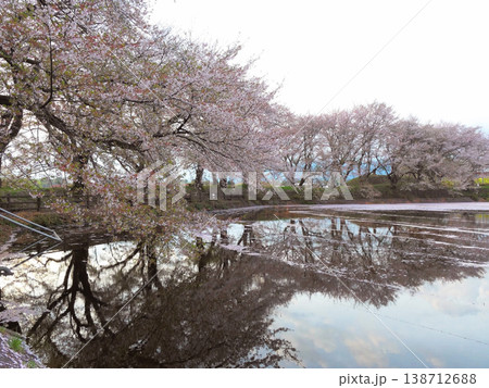 桜咲く磯沼公園の夕景6 桜咲く磯沼公園の夕景6 138712688