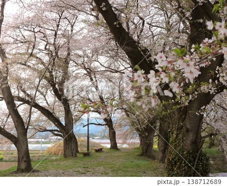 桜咲く磯沼公園の夕景7 桜咲く磯沼公園の夕景7 138712689