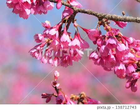 寒緋桜(緋寒桜)1 寒緋桜(緋寒桜)1 138712743