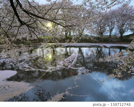 桜咲く磯沼公園の夜景2 桜咲く磯沼公園の夜景2 138712748
