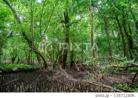 マングローブの森と地面から見えるハマザクロ（Sonneratia alba）の筍根（通気根） 138712806