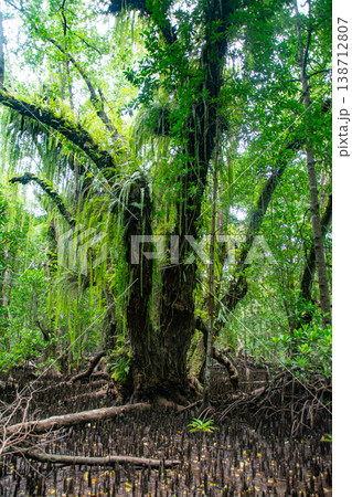 マングローブの森と地面から見えるハマザクロ（Sonneratia alba）の筍根（通気根） 138712807