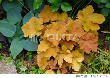 ヒューケラ ツボサンゴ キャラメル ヒューケラ ツボサンゴ キャラメル 138712934