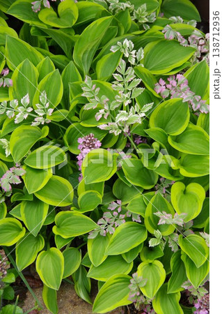 ギボウシ　ホスタ 138712936
