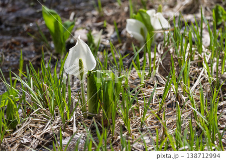 玉の木原水芭蕉群生地のミズバショウ　宮城県七ヶ宿町 138712994