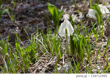 玉の木原水芭蕉群生地のミズバショウ　宮城県七ヶ宿町 138712995