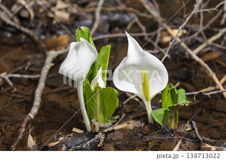 玉の木原水芭蕉群生地のミズバショウ　宮城県七ヶ宿町 138713022