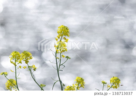 水辺に咲く黄色い菜の花と春の光 水辺に咲く黄色い菜の花と春の光 138713037