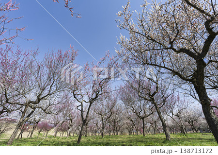 青空と梅の花 山形県長井市 青空と梅の花 山形県長井市 138713172