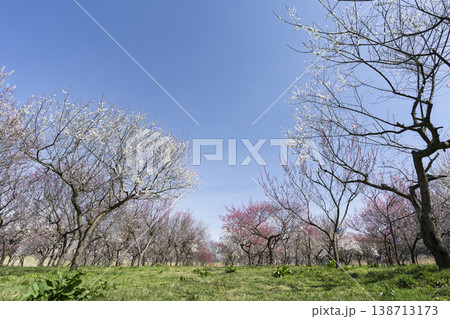 青空と梅の花 山形県長井市 青空と梅の花 山形県長井市 138713173