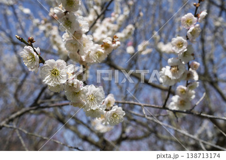 青空と梅の花 山形県長井市 青空と梅の花 山形県長井市 138713174